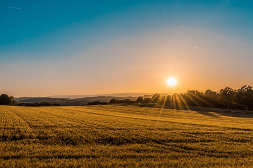 Photo of sun shining over farmland.